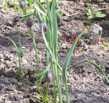 Fritillaria uva-vulpis